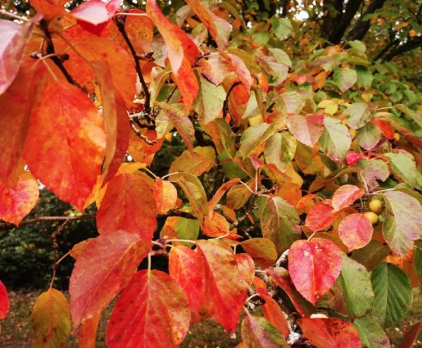 Upright Crabapple