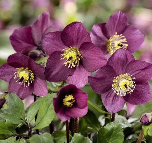 Helleborus Winter Ballet Karli