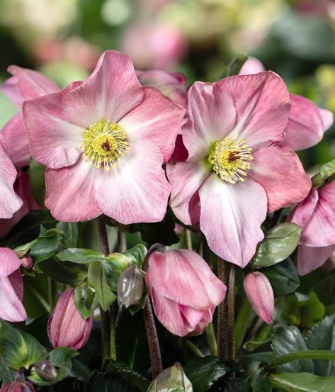 Helleborus Winter Ballet Katie