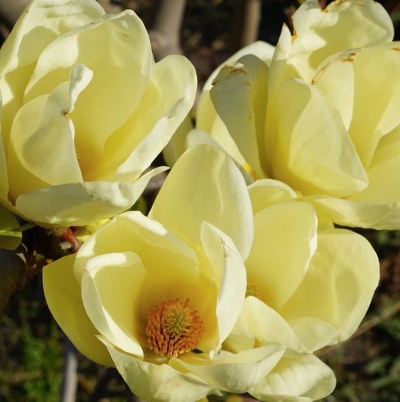 Magnolia Honey Tulip