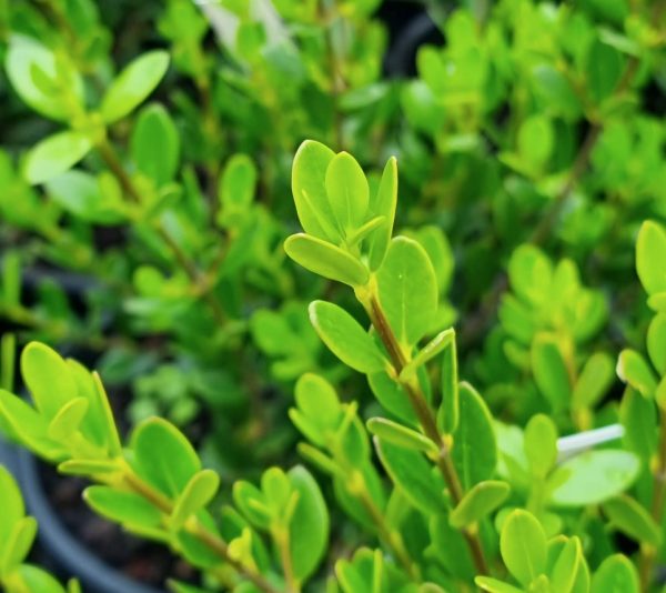 Sea Box Alyxia buxifolia