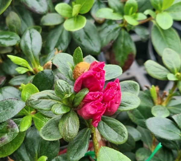 Azalea hybrida Charlie