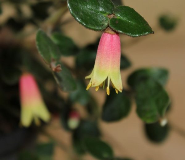 Correa Trixibelle