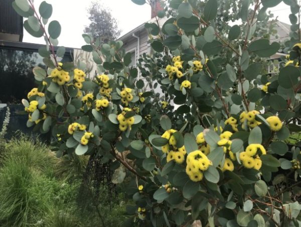 Bell Fruited Mallee