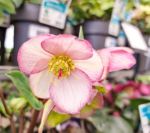 Helleborus Ice N Roses Picotee