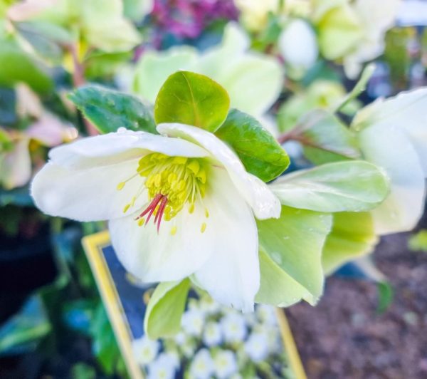 Helleborus Ice N Roses White