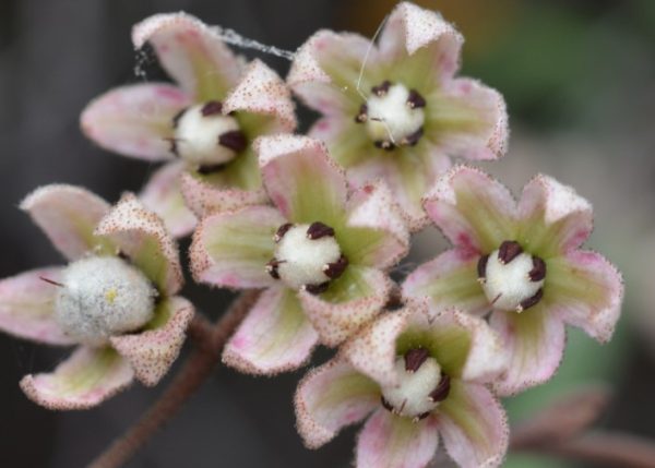 Lasiopetalum behrii Pink Velvet Bush