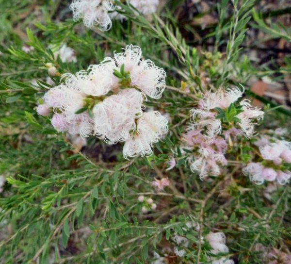 Melaleuca Pink Lace