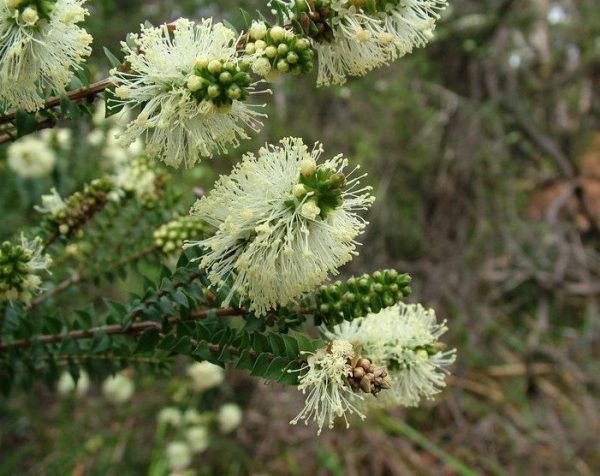 Melaleuca squarrosa