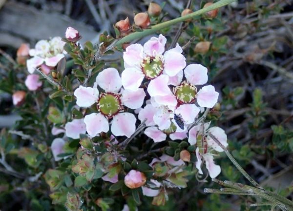 Leptospermum myrsinoides (Silky Tea Tree)