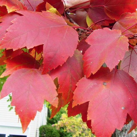 Red Maple April Splendour