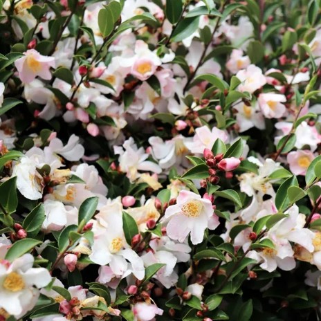 Camellia Transtasman