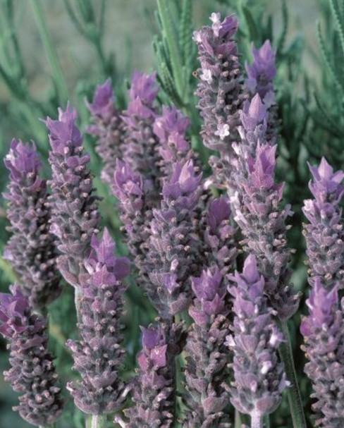 Dwarf French Lavender