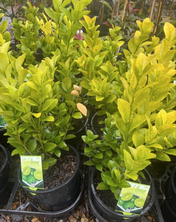 Dwarf Patio Lime Tree
