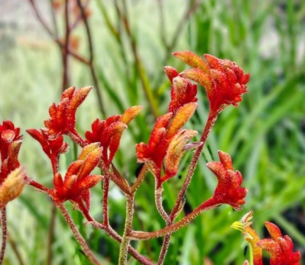 Kangaroo Paw Amber Velvet