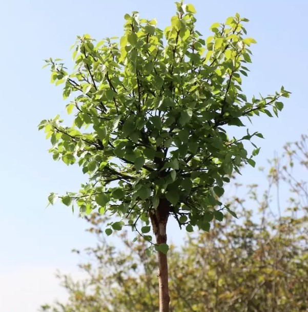 Lollipop Birch Betula Pendula Globe