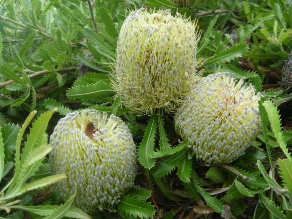 Banksia Pygmy Possum