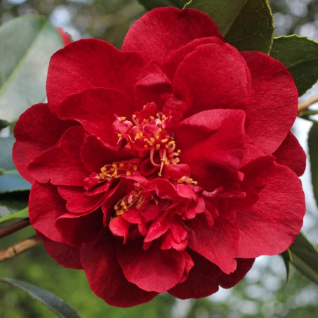 Camellia japonica Bob Hope