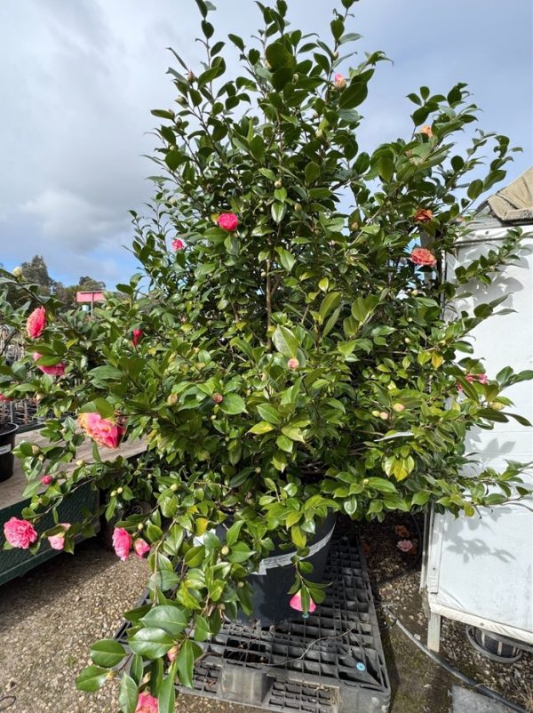 Camellia Japonica 230L Tree