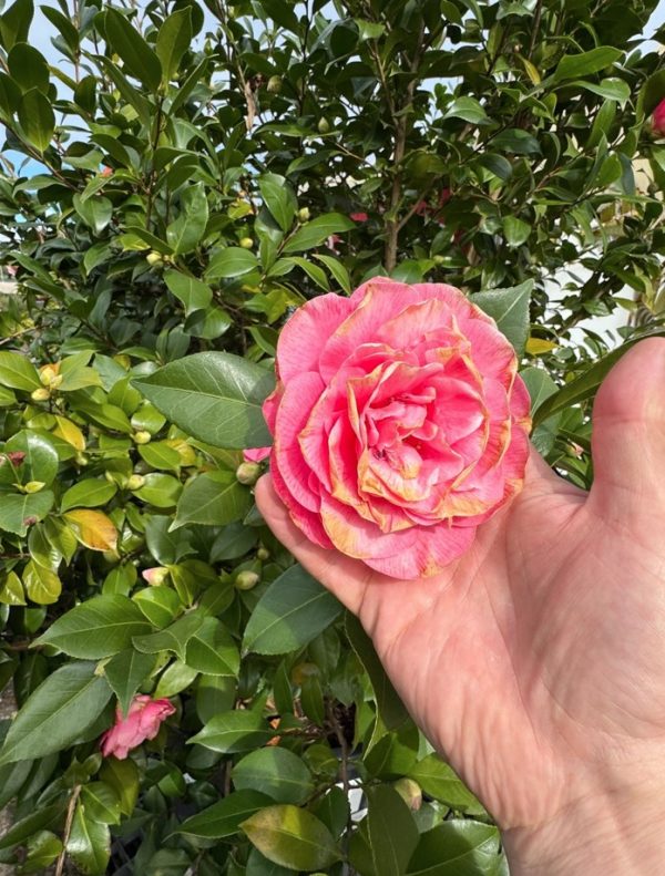 Camellia Japonica 230L
