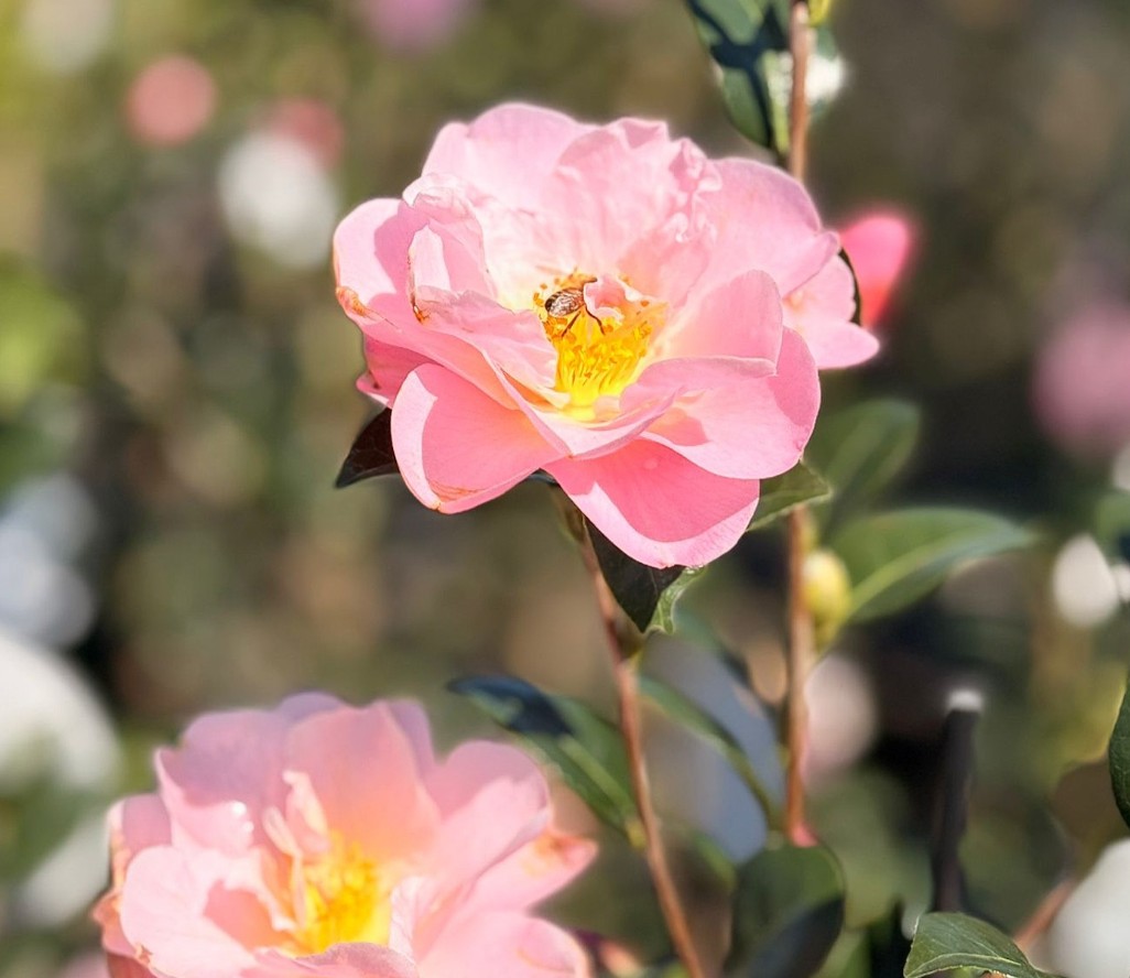 Camellia-Nicky-Crisp Camellia Nicky Crisp
