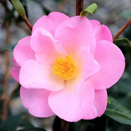 Camellia Nicky Crisp