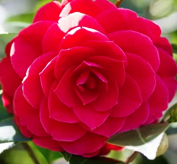 Camellia Red Red Rose
