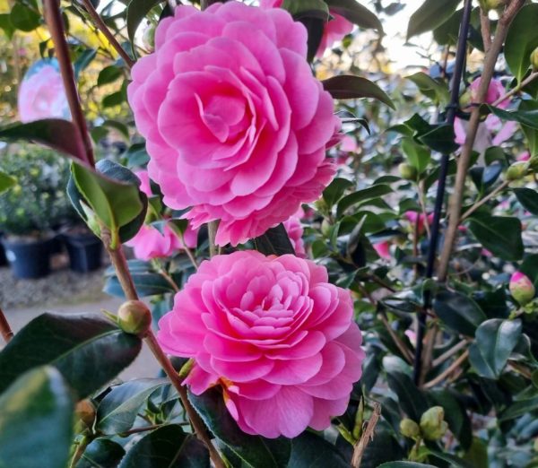 Camellia Hari Withers