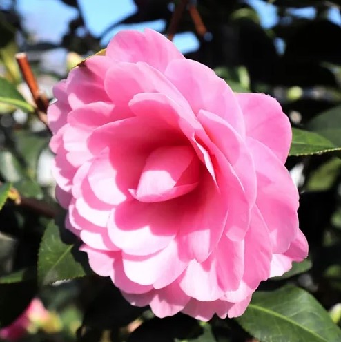 Camellia Hari Withers