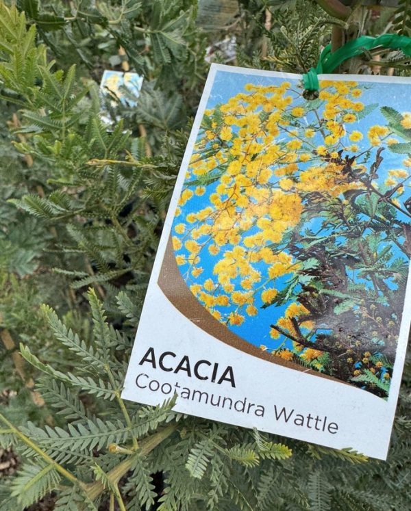 Cootamundra Wattle
