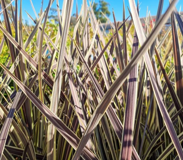 Cordyline Electric Flash