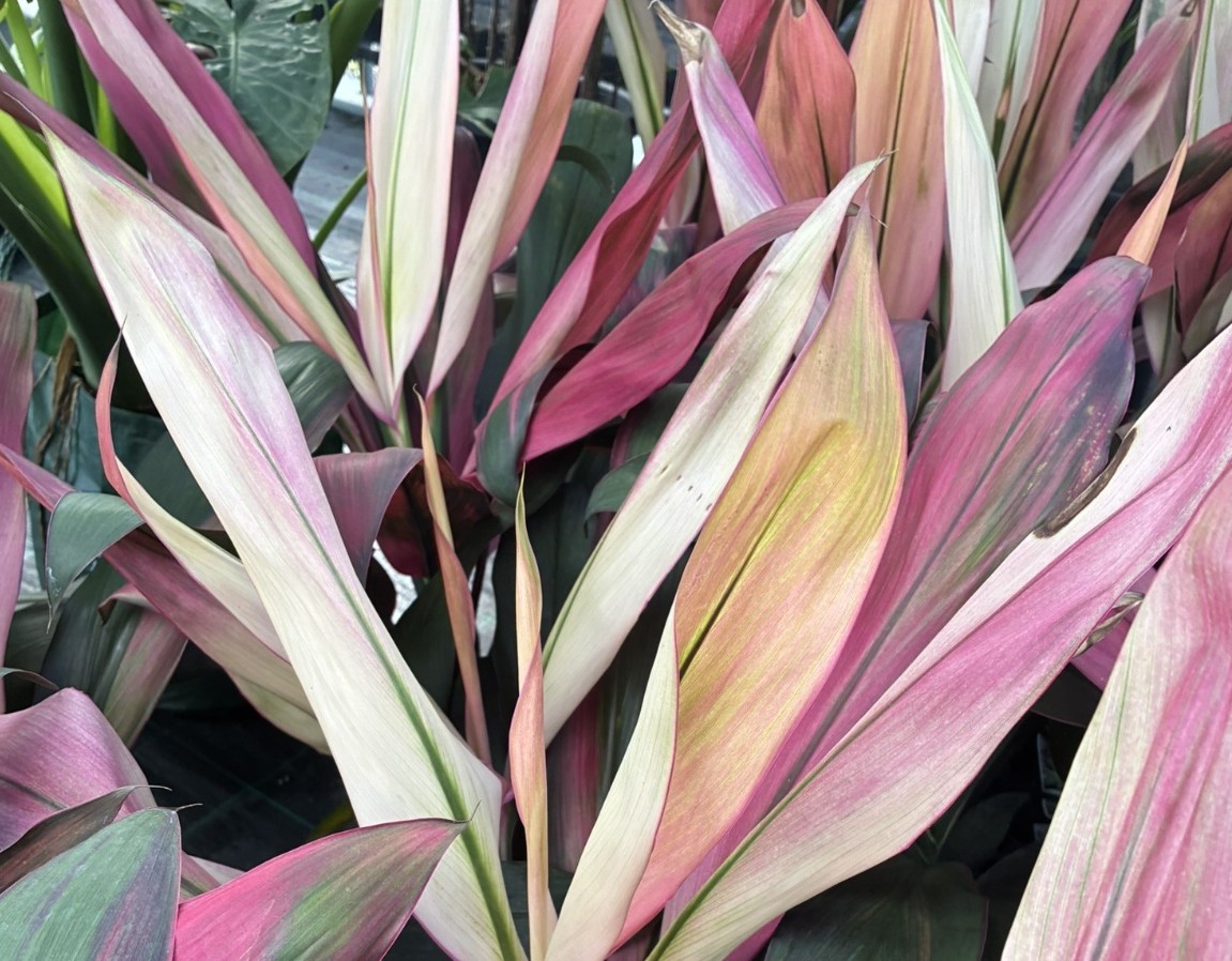 Cordyline-Hilo-Rainbow Cordyline Hilo Rainbow