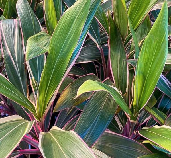 Cordyline Pink Diamond