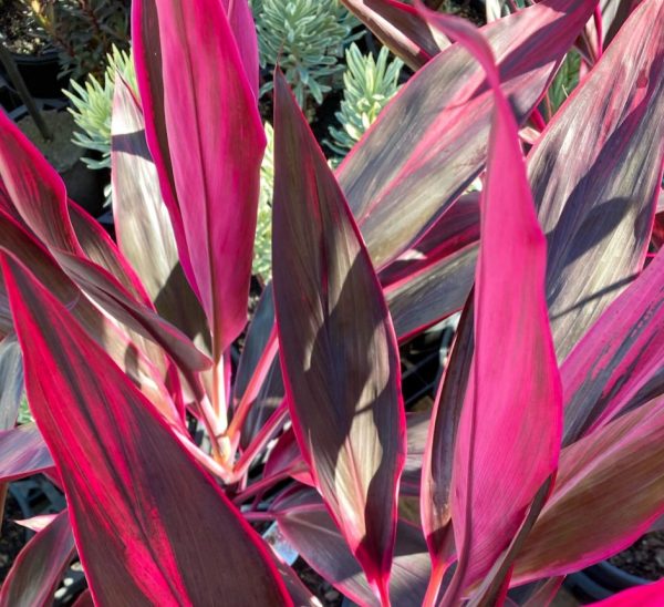 Cordyline Red Sister
