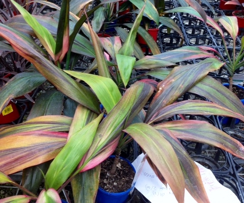 Cordyline Hilo Rainbow