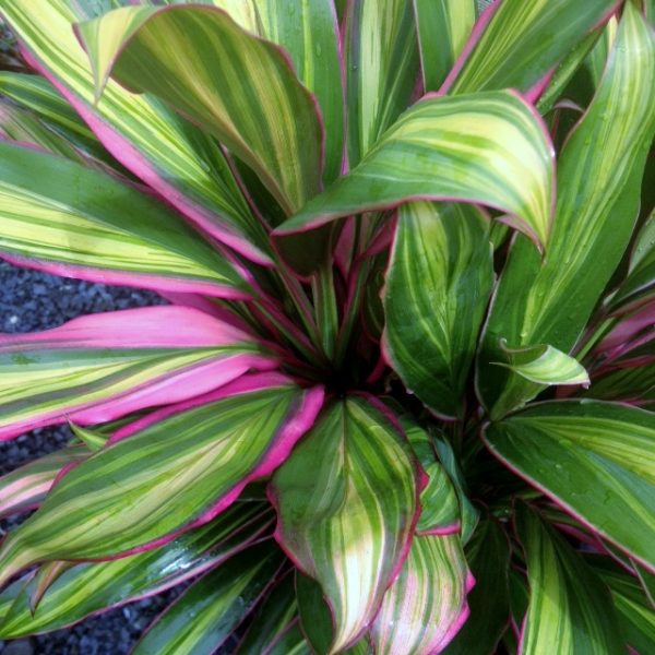 Cordyline Kiwi Pride