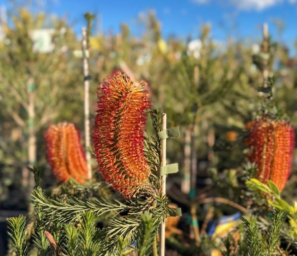 Dwarf Banksia Little Eric
