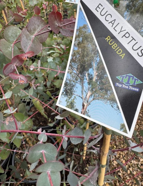 Candlebark Gum