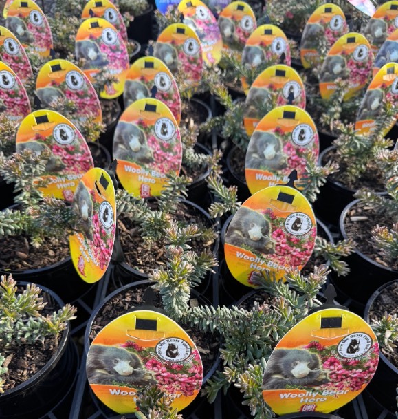 Grevillea Woolly Bear Hero