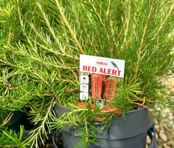 Banksia Red Alert