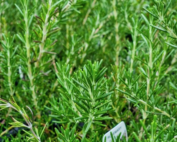 Rosemary Blue Lagoon