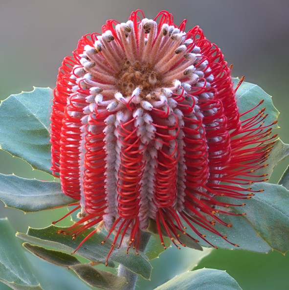 Scarlett Banksia coccinea
