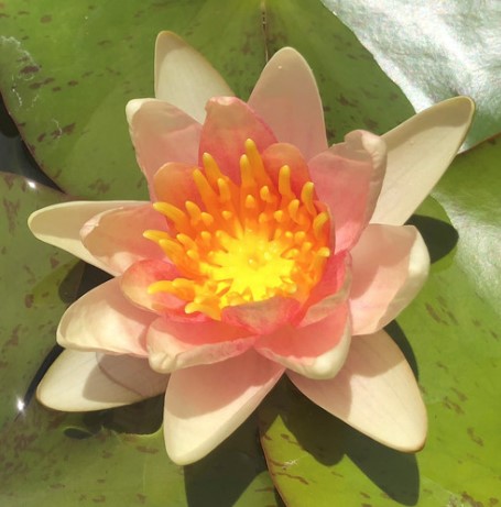 Apricot Waterlily