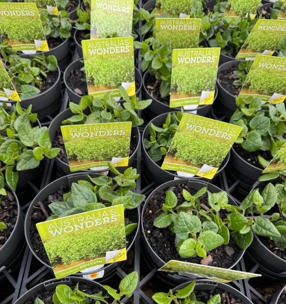 Goodenia ovata Gold Cover
