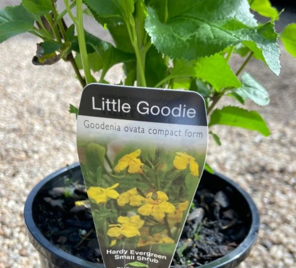 Goodenia Little Goodie