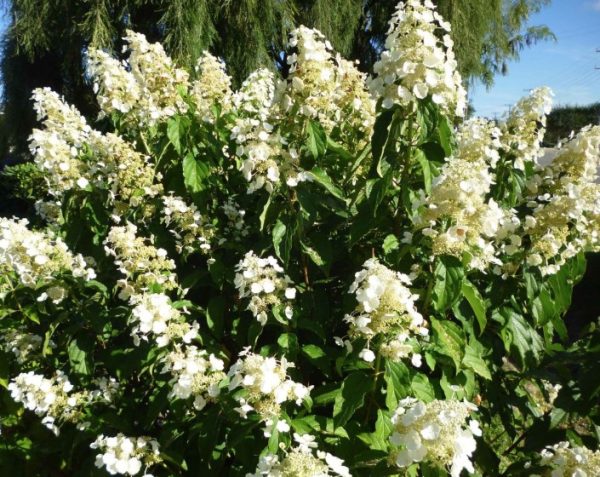 Hydrangea Kyushu
