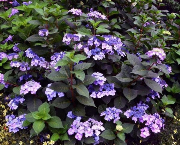 Hydrangea Twist and Shout