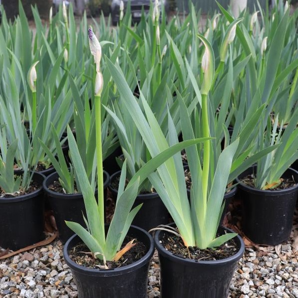 Iris pallida