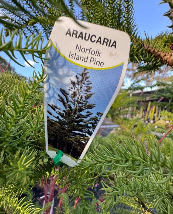 Norfolk Island Pine