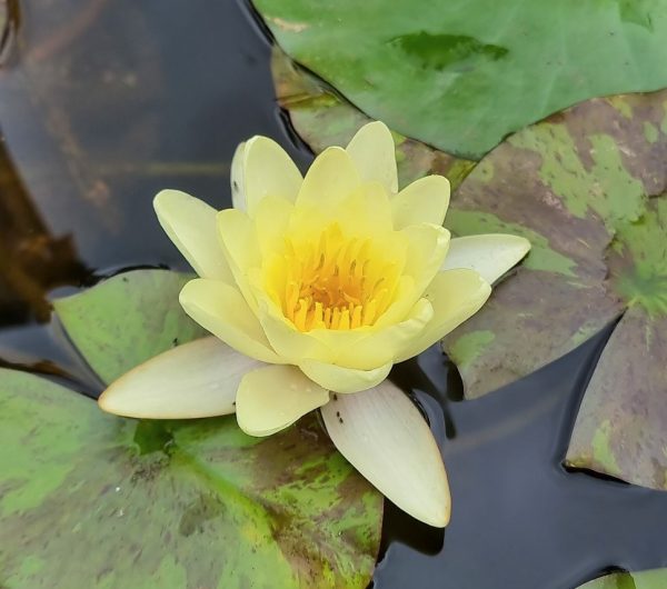 Yellow Waterlily